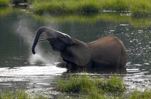 "Perpetuating legal trade only serves to stimulate this consumer demand and further threaten wild elephant populations." Photo: Dirck Byler / USFWS