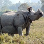 U.S. and India Sign MOU on Combating Wildlife Trafficking
