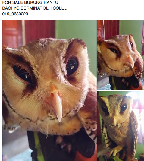 Wildlife for sale on Facebook. 