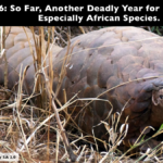 2016: So Far, Another Deadly Year for Pangolins – Especially African Species