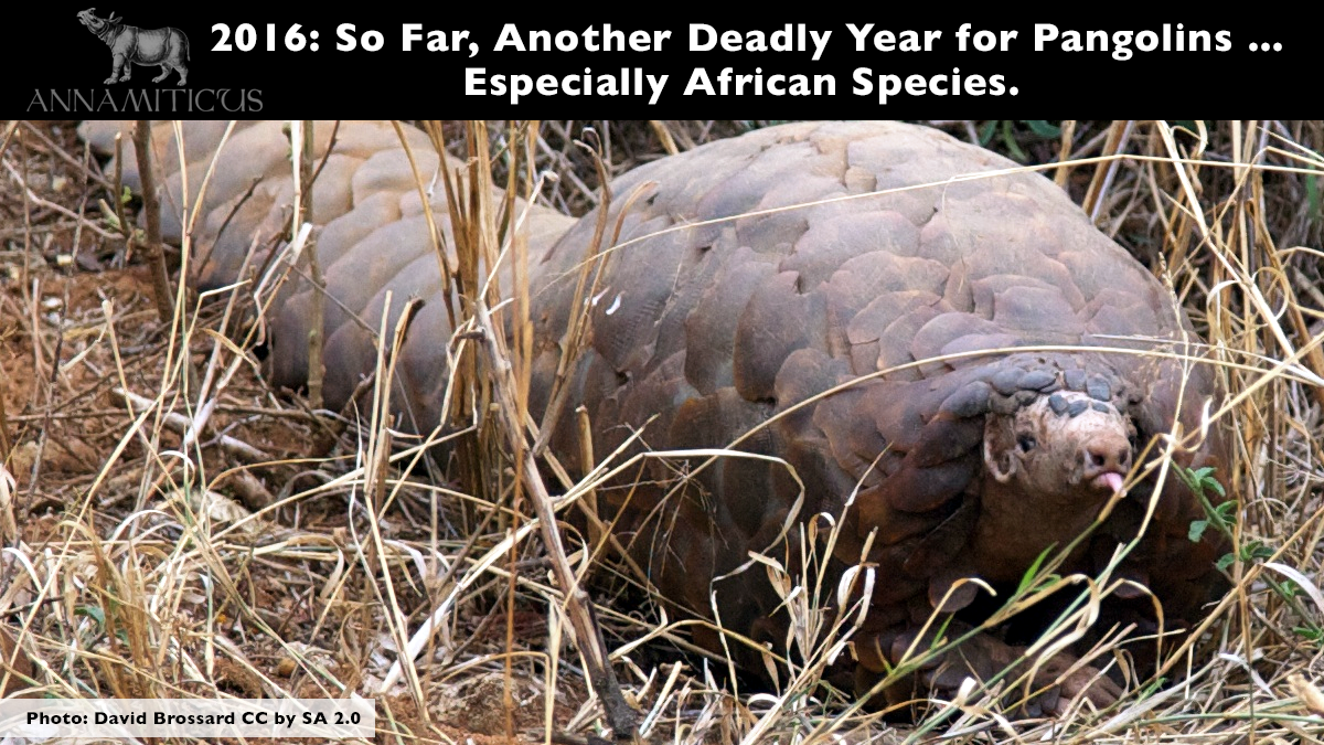 Scales from African pangolin species *seized in Asia* currently account for a minimum of 78% of the 14.5 tonnes of pangolin scales intercepted this year. Photo: David Brossard CC by SA 2.0
