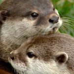 Asian Otters Threatened by Alarming Rise in Illegal Trade