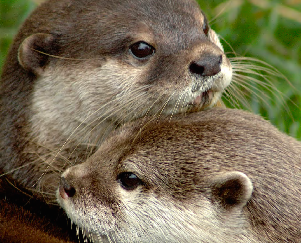 Asia's otters are threatened by illegal trade in skins and as exotic pets. Photo © Nicole Duplaix