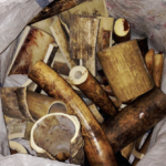 Vietnam’s Illegal Ivory Trade Threatens Africa’s Elephants