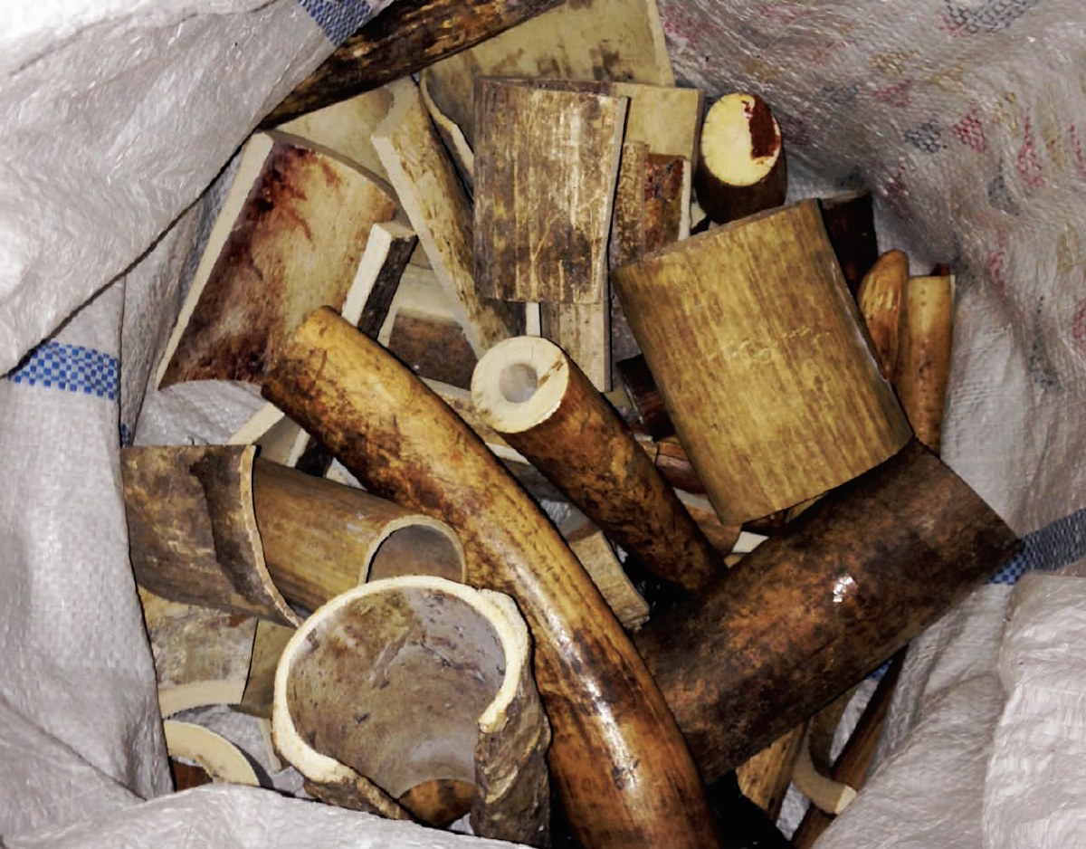 Raw ivory from African elephants for processing in Vietnam. Photo by Lucy Vigne