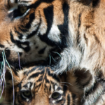 Global Tiger Day: 45 NGOs Unite in Call to End Tiger ‘Farming’ and Trade