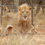 South Africa: Starving Captive Lions Photographed at Trophy Hunting Property