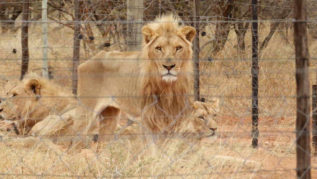 Victims of South Africa's "predator breeding" industry. Photo via Blood Lions.