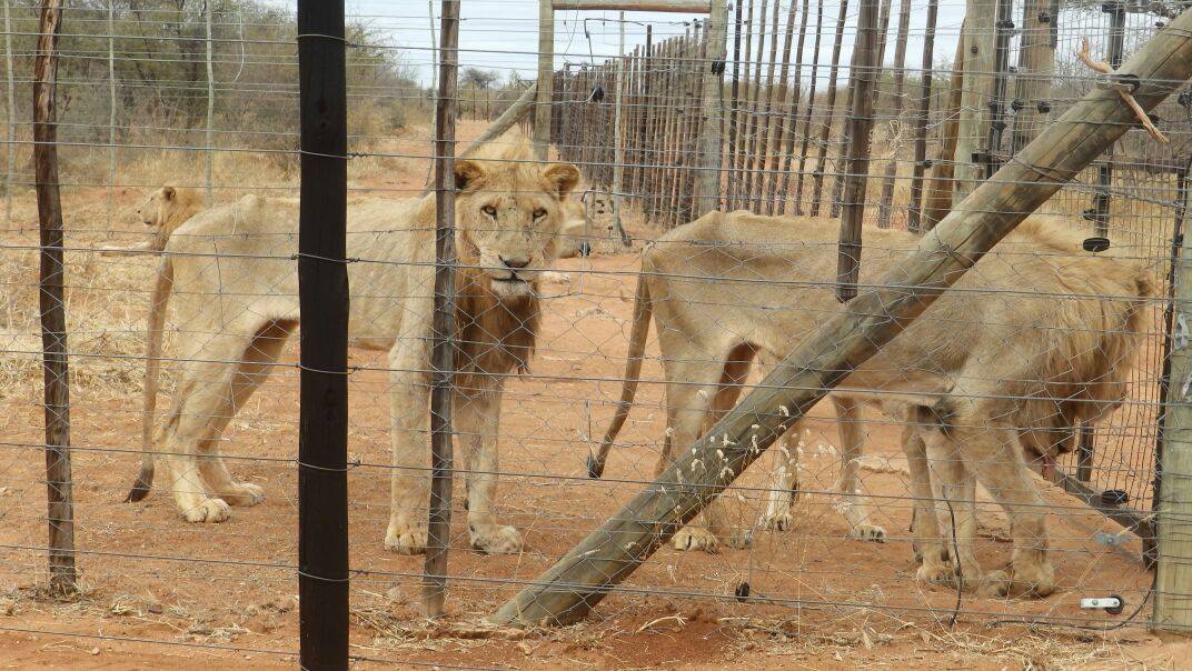 The United States will allow lion trophy imports if strict conditions are met.