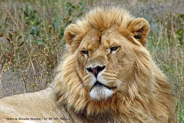 IUCN Lion Report Raises Questions :: ANNAMITICUS