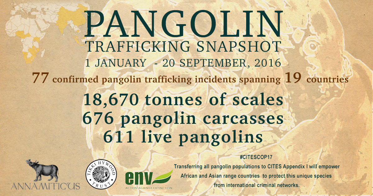September 2016: Of the 18,670 tonnes of pangolin scales seized, 13,400 tonnes were plundered from the African continent.