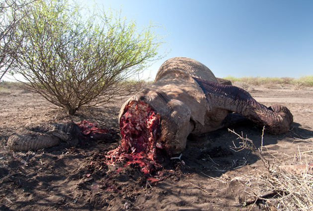 "Hope" poached in Kenya 2011 within one of CITES most intensely monitored sites. © Dave Currey / EIA 