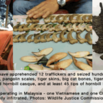 Malaysia: 12 Wildlife Traffickers Busted with Ivory, Pangolin Scales, Tiger Skins & More