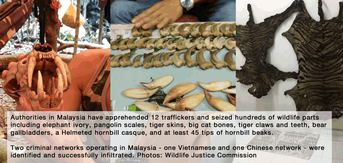 Malaysia: 12 Wildlife Traffickers Busted with Ivory ...