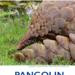 USAID Unveils Field Guide to Combat Pangolin Trafficking