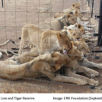 Damning New Report Suggests South Africa’s Lion Bone Trade is a Sh*t Show
