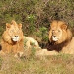 Lions Kill Suspected Rhino Poachers on South African Game Reserve