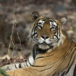 EIA Campaigner Receives International Recognition for Tireless Efforts to Give Wild Tigers a Future