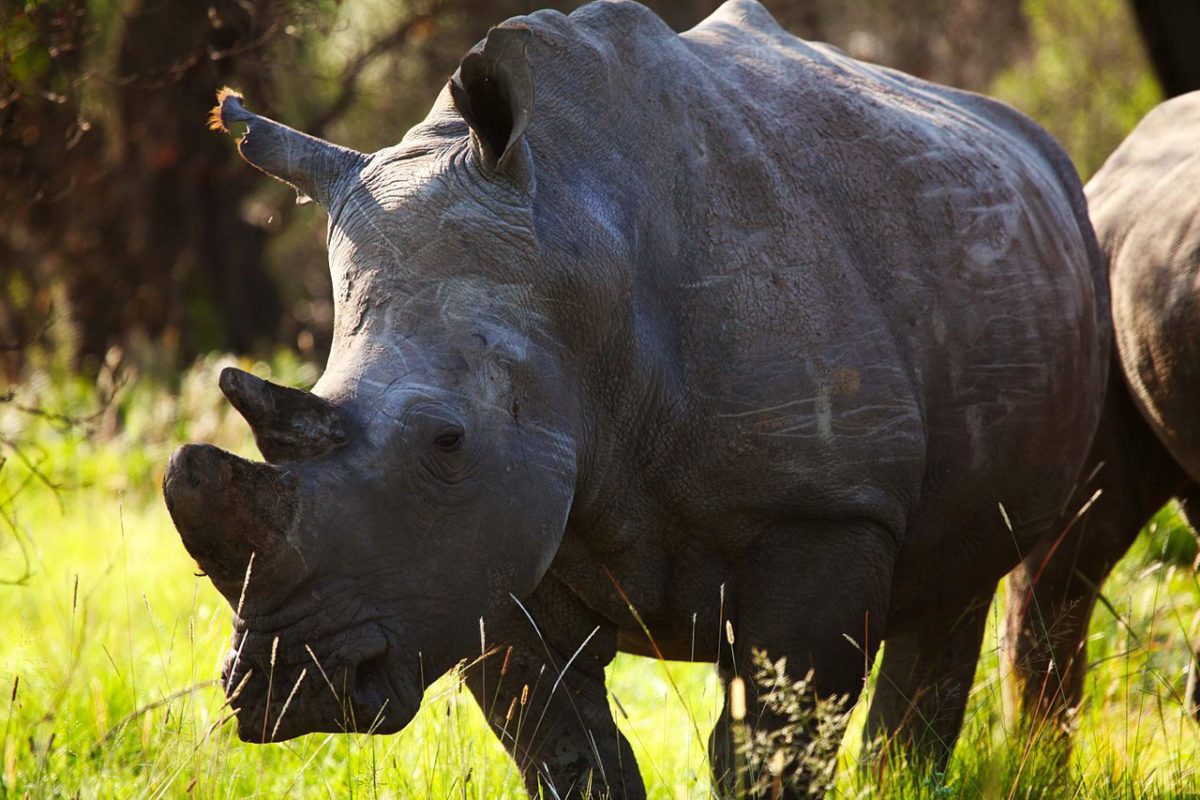 rhinoceros horn