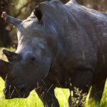 Reality Check: China’s Rhino Horn and Tiger Product Policy is No Surprise