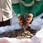 Malaysia Incinerates Tonnes of Seized Africa-Sourced Pangolin Scales